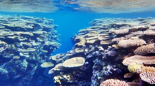 西表島のサンゴ
