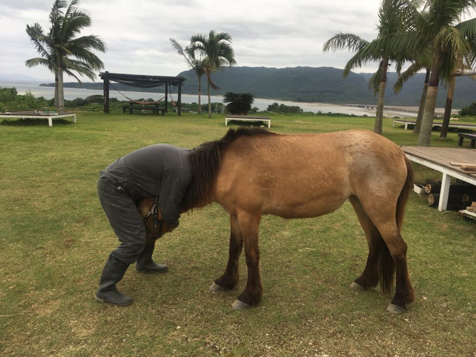 西表島の馬