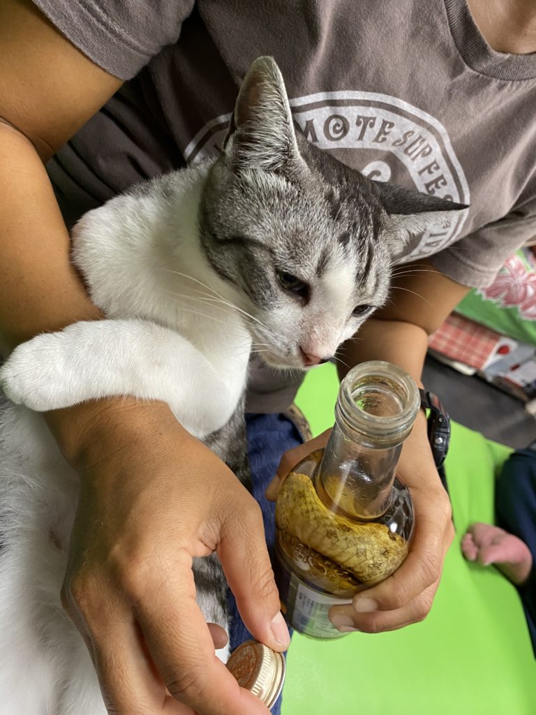 猫とハブ酒
