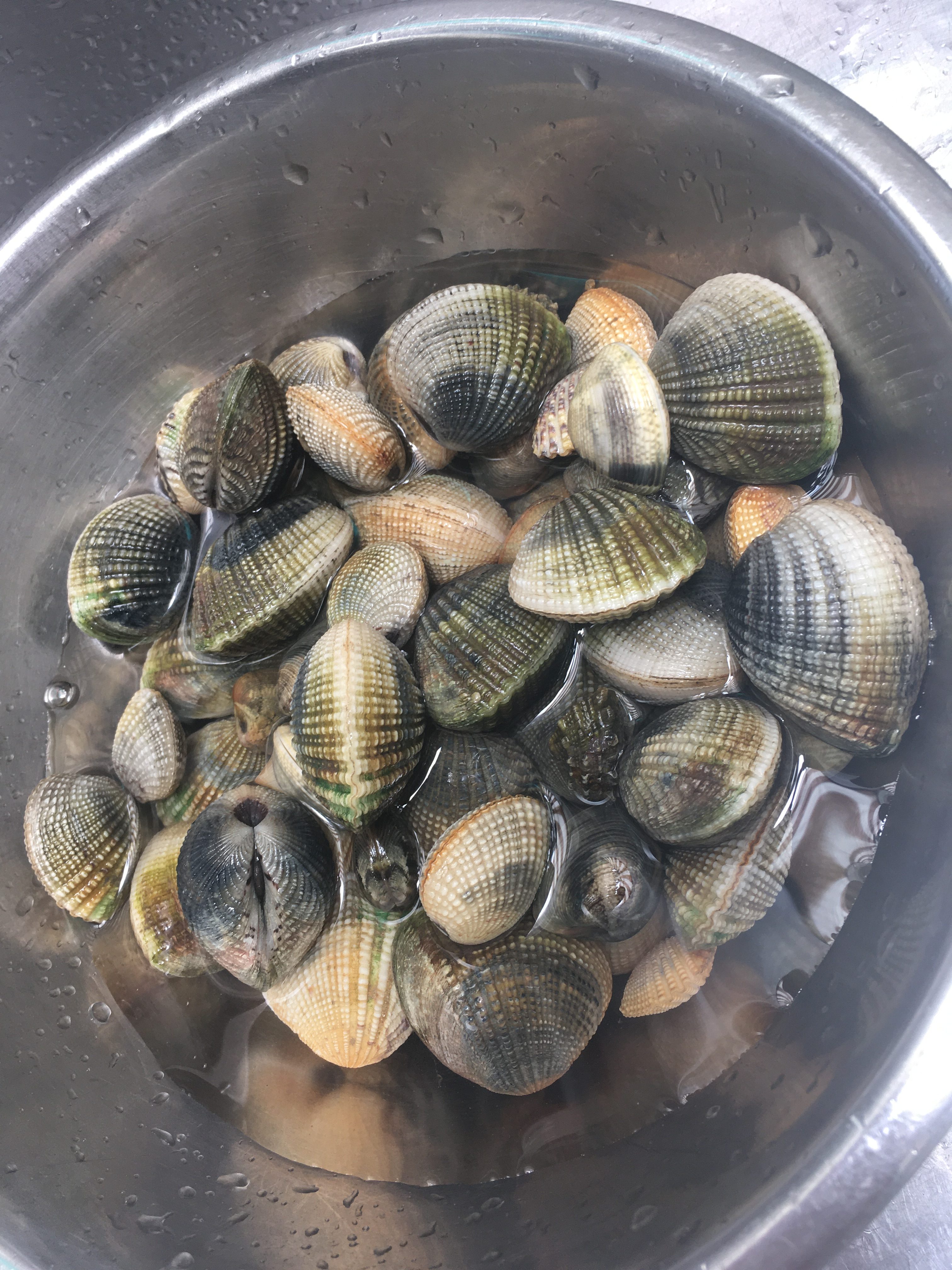 西表島のアサリ、アラスジケマンガイ | 西表島モンスーン - 西表島