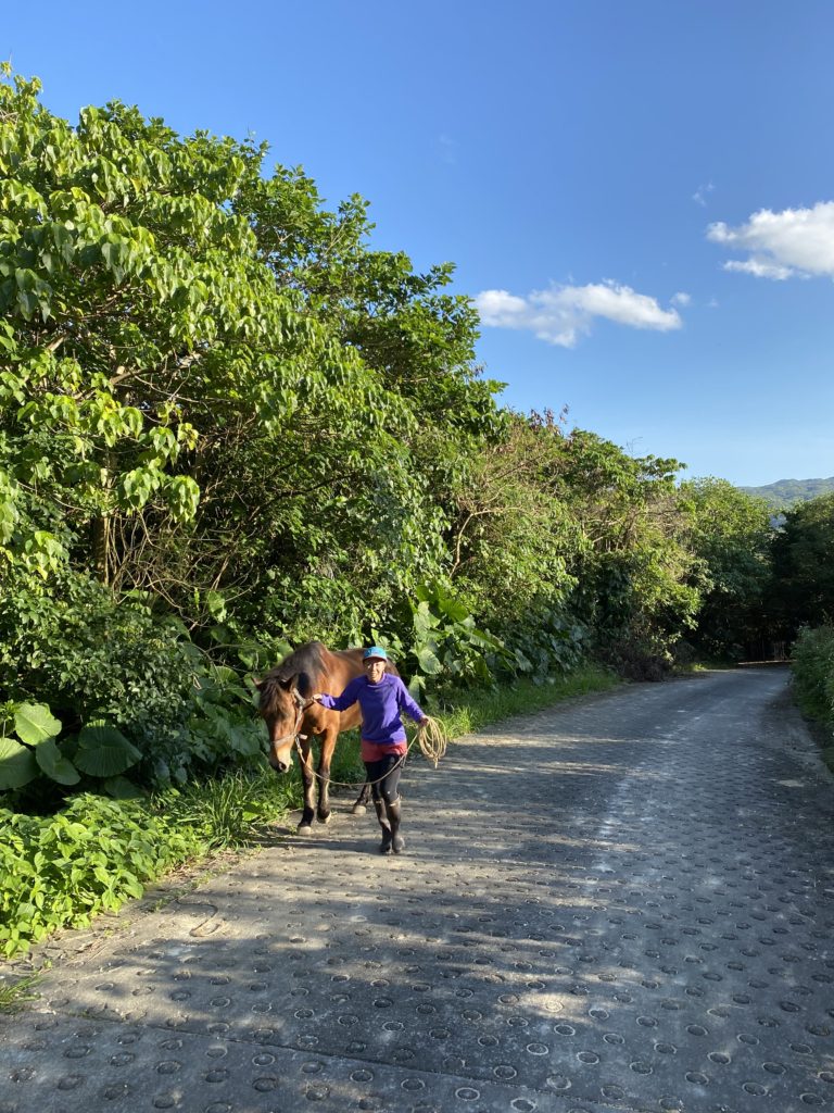 馬とお散歩