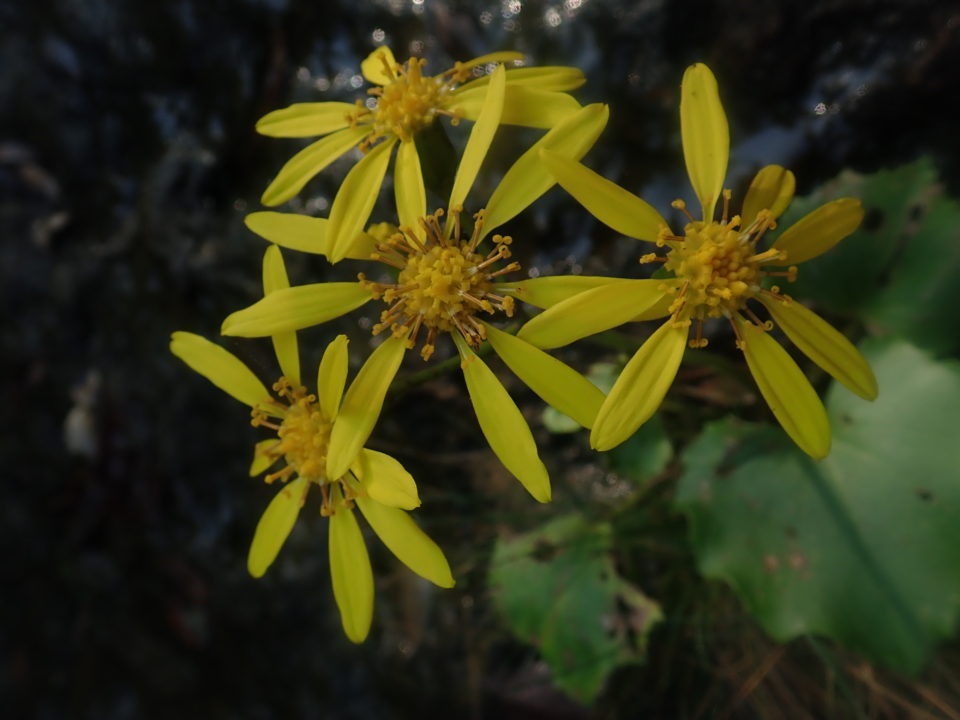 西表島の黄色い花