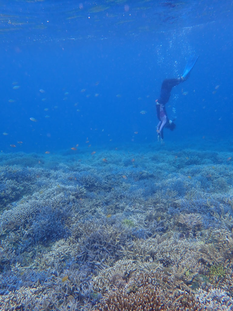 珊瑚の海でシュノーケル
