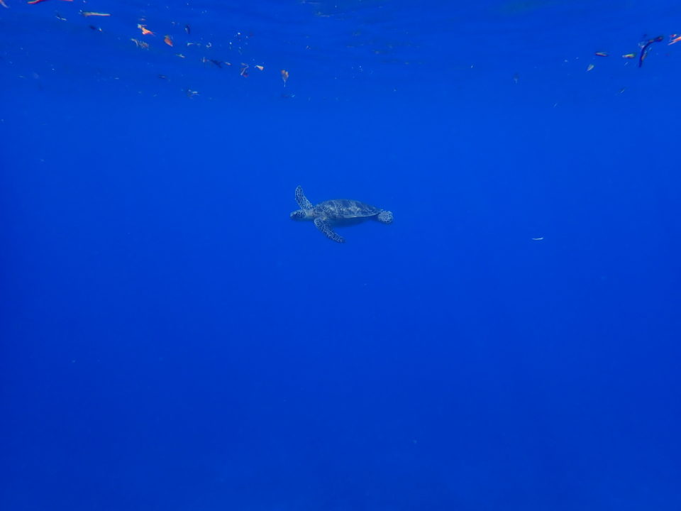 海亀と泳ぐ
