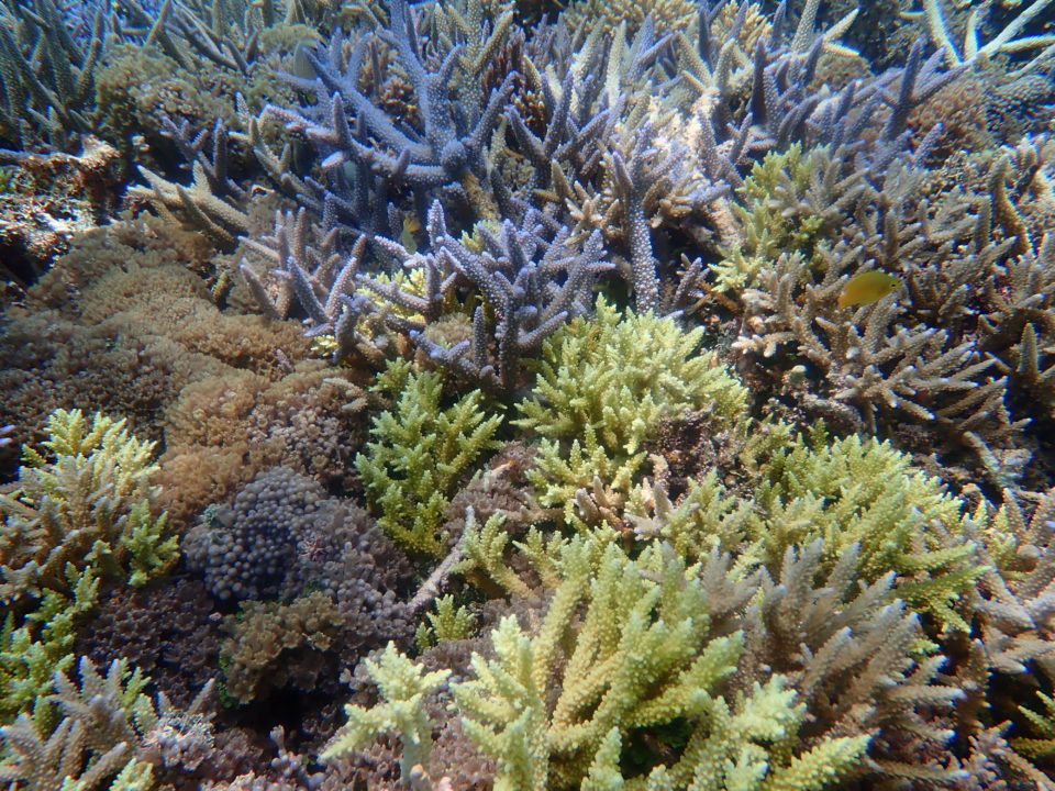 黄色い枝珊瑚