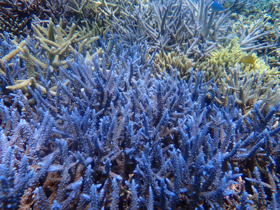 青い枝珊瑚