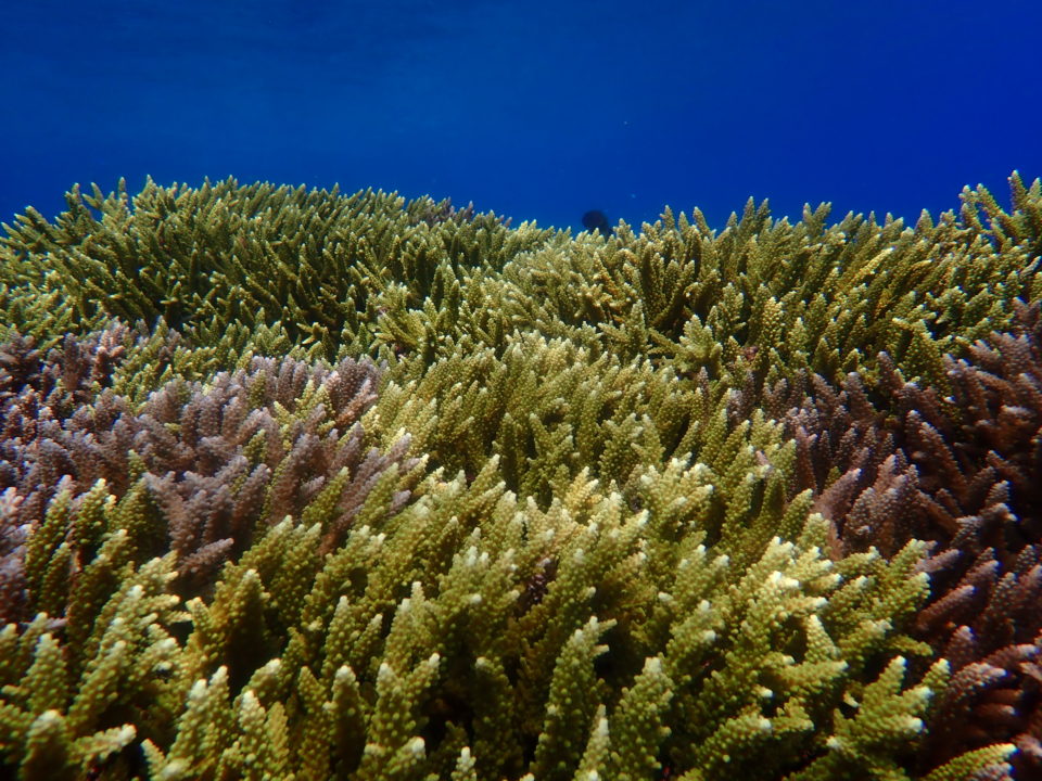  緑の枝珊瑚