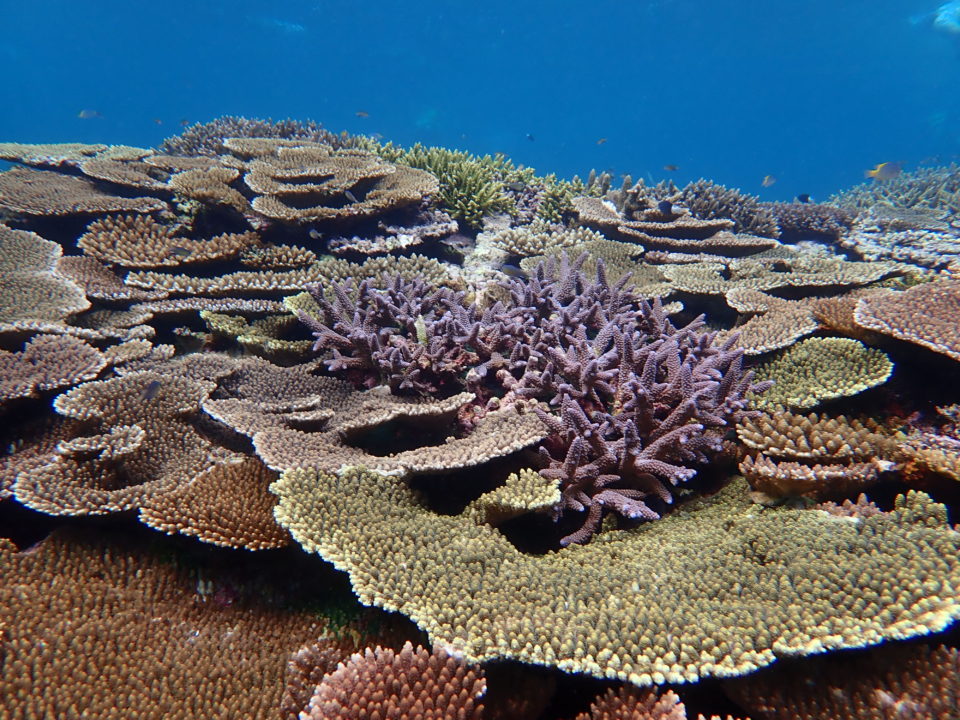 青珊瑚