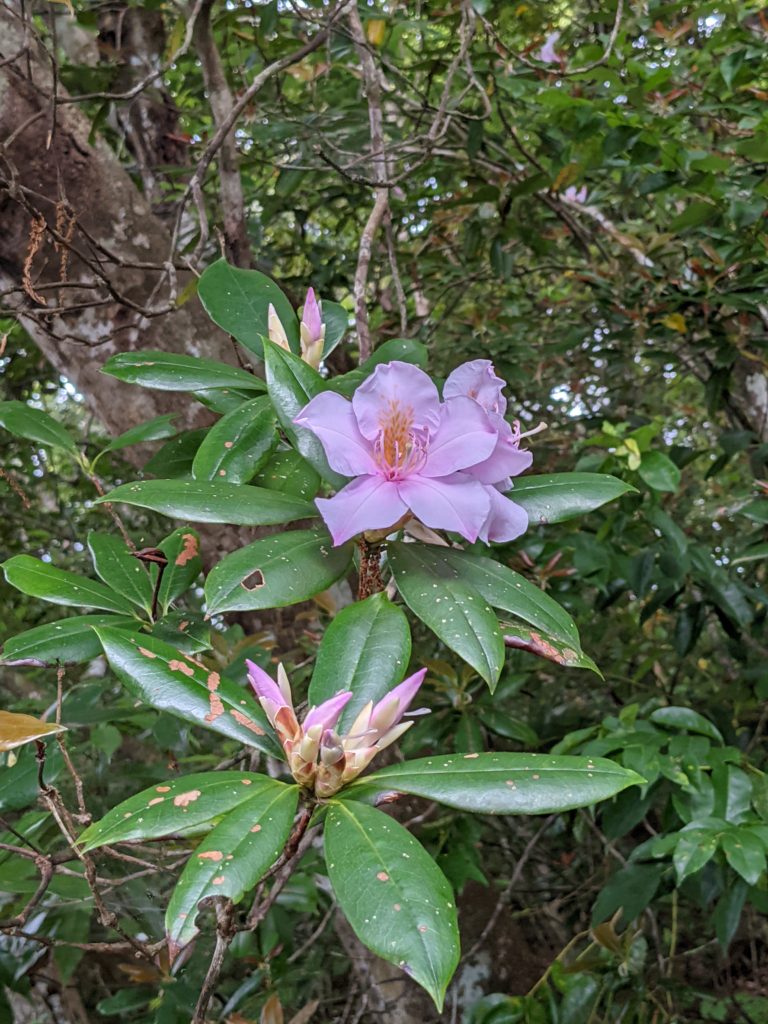 聖紫花とセイシカ 西表島モンスーン