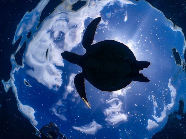 晴天続きの西表島  シュノーケル中に真正面からウミガメが来たので
真下に潜り1枚ﾊﾟｼｬﾘ📸  青空とウミガメのシルエットがいい感じに撮れました♪  天気が良いおかげで
カラフルなサンゴの写真も👍🏾  シュノーケルツアーまだ空きがございます♪
西表島と鳩間島のサンゴが見たい方
お気軽にご連絡ください☺️  ————————————————————————  西表島のアクテビティと宿泊のお店です！  ご予約される際はホームページからメール、直接電話にてご連絡お願いします。
🔎西表島モンスーン🔍
🏠 https://iriomote-monsoon.com/
✉️ iriomote_monsoon@yahoo.co.jp
📞0980-85-6019  ツアー
●ツアー写真の無料プレゼント📸
○クレジットカード、PayPay、auPAY利用可  ハンモックとオーシャンビューの宿
●Wi-Fi完備
○乗馬も出来ます🐴
● クレジットカード、PayPay、auPAY利用可
○ツアー後のシャワー利用可  ご連絡お待ちしております！！  ————————————————————————  #西表島
#八重山
#八重山諸島 
#沖縄
#沖縄旅行 
#ウミガメ
#シュノーケル 
#水中写真 
#iriomote 
#iriomoteisland 
#yaeyama 
#okinawa 
#okinawatrip 
#loves_okinawa 
#underwater 
#underwaterphotography 
#underwaterworld 
#skindiving 
#snorkeling 
#olympus 
#veltra 
#olympustg6 
#seaturtle 
#bluewater