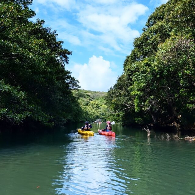 今日は２月なのに気温25℃☀️🌴
まるで初夏みたいな陽気の中、のんびりカヤック時間🛶✨
水面はキラキラ、風も穏やかで最高のコンディションでした☺️
そしてなんと…
可愛いサキシマカナヘビにも遭遇🦎💚
じーっとこちらを見つめる姿にほっこり。
自然の中で過ごす贅沢なひととき🌿
こんな２月も悪くないですね。  ☆☆☆☆☆☆☆☆☆☆☆☆☆☆☆☆☆☆☆☆☆☆☆☆☆☆
西表島のアクテビティと宿泊のお店です！  ご予約される際はホームページからメール、直接電話にてご連絡お願いします。
※ピナイサーラの滝コースはメールのみ予約可能。
🔎西表島モンスーン🔍
🏠 https://iriomote-monsoon.com/
✉️ iriomote_monsoon@yahoo.co.jp
📞0980-85-6019  ツアー
●ツアー写真の無料プレゼント📸
○クレジットカード、PayPay、auPAY利用可  ハンモックとオーシャンビューの宿
●Wi-Fi完備
○馬と猫との触れ合いも可能🐴🐱
● クレジットカード、PayPay、auPAY利用可  ★★★★★★★★★★★★★★★★★★★★★★★
#西表島　
#沖縄
#八重山
#離島
#モンスーン