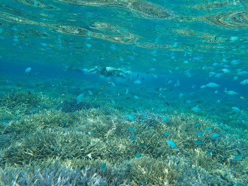 西表島サンゴの海