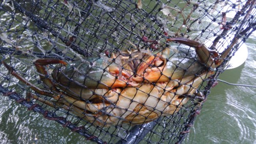 ノコギリガザミの漁
